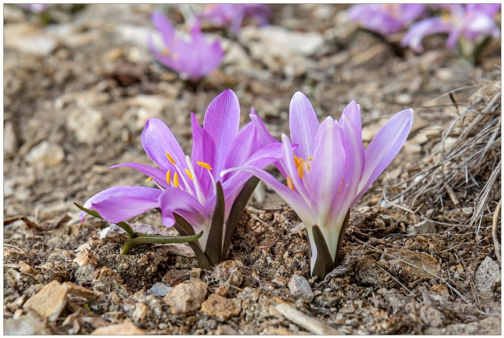 Colchicum bulbocodium (= Bulbocodium vernum) / Colchico di Spagna